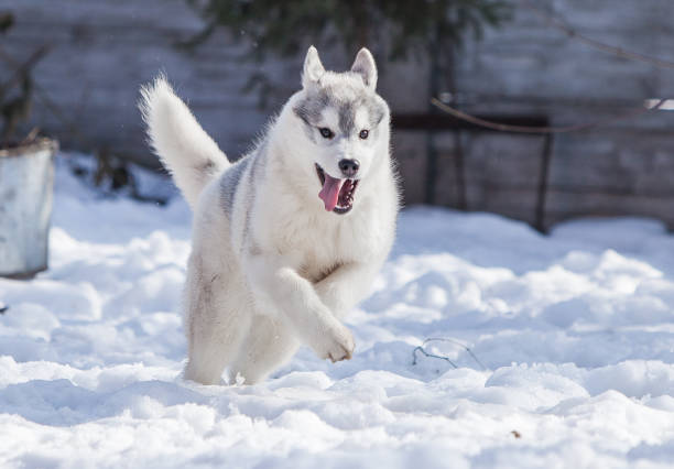 Husky puppies playing in the snow