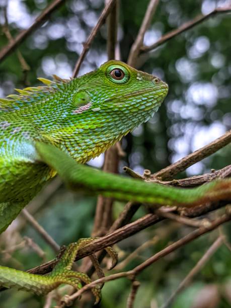 istock a chameleon perched on a branch ready to forage 1432736842