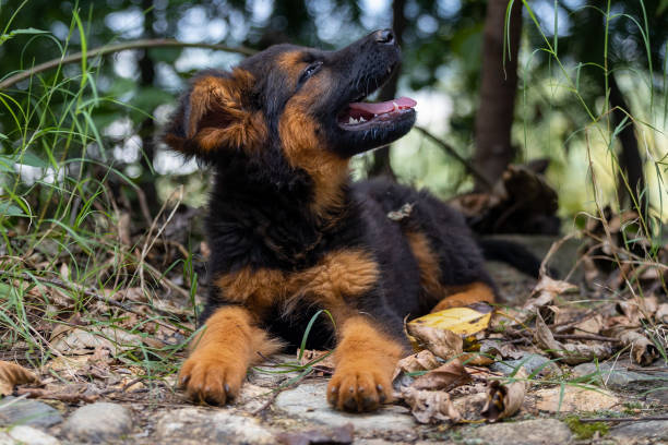 istock A cute german shepherd puppy in the forest 1432737040