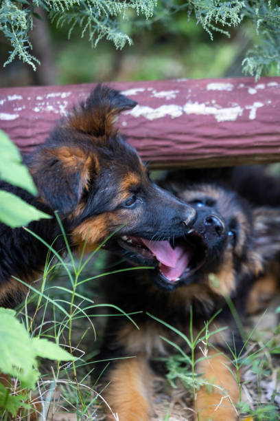 istock Two german shepherd puppies resting in the grass 1432737125