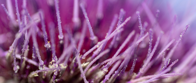 The purple thistle flower photographed in Australia