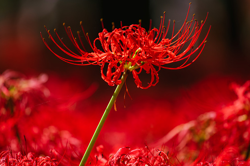 Red spider lily flowers in Chichibu, September 2022