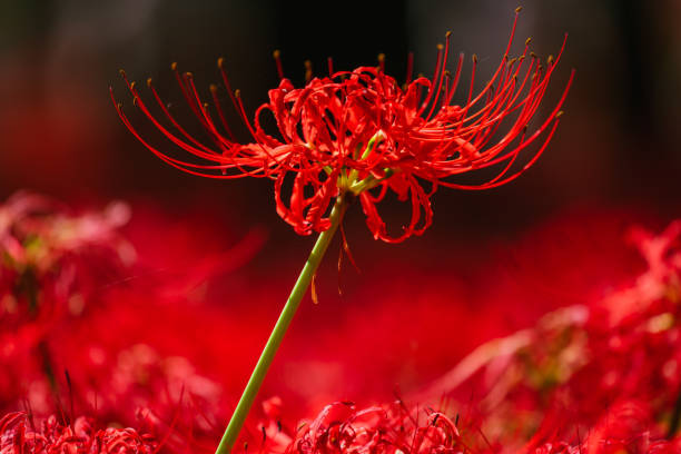 Red spider lily flowers in Chichibu, September 2022 Red spider lily flowers in Chichibu, September 2022 red spider lily stock pictures, royalty-free photos & images