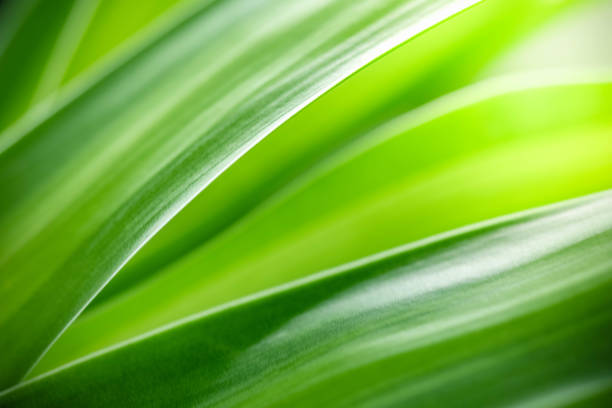 istock Abstract background nature of green leaf on blurred greenery background in garden. 1432737962