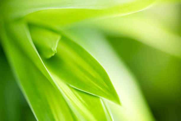 istock Abstract background nature of green leaf on blurred greenery background in garden. 1432737981