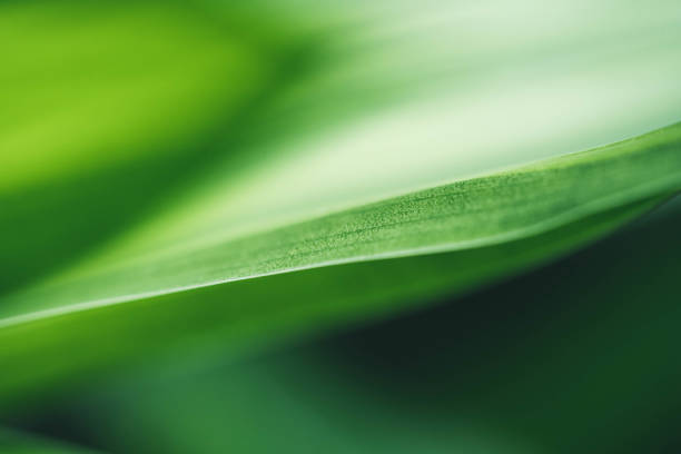 istock Abstract background nature of green leaf on blurred greenery background in garden. 1432737997