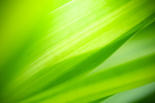 istock Abstract background nature of green leaf on blurred greenery background in garden. 1432738010