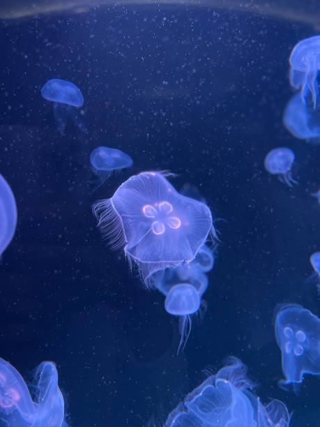 istock beauty under the sea 1432745240
