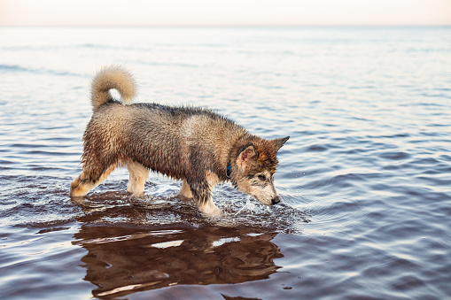 An Alaskan Malamute puppy enjoys his first trip to a beach.