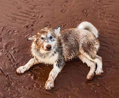 An Alaskan Malamute puppy enjoys his first trip to a beach.