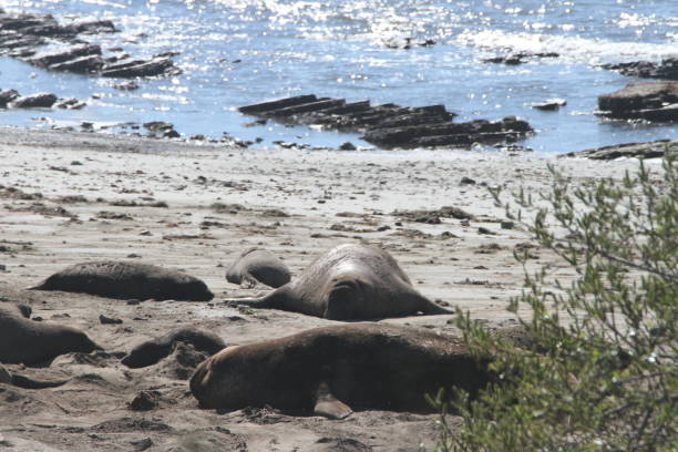 istock Elephant Seals at Ano Nuevo 1432748754