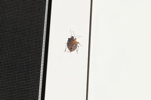 Brown Marmorated Shield Bug crawling on patio doors.