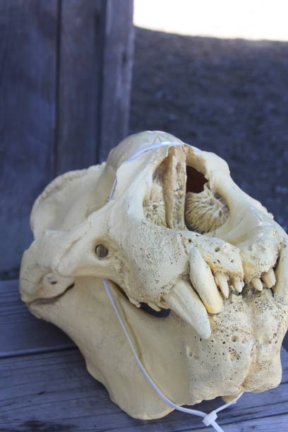 istock SKulls of Elephant Seals at Ano Nuevo 1432750901