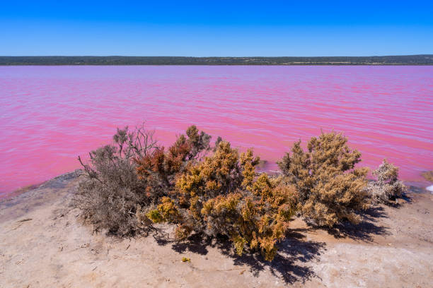 istock Pink lake in Perth, Western Australia 1432753380