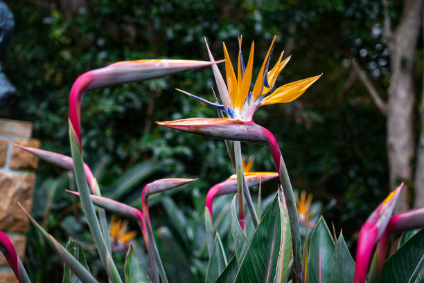 istock Birds of Paradise 1432758179