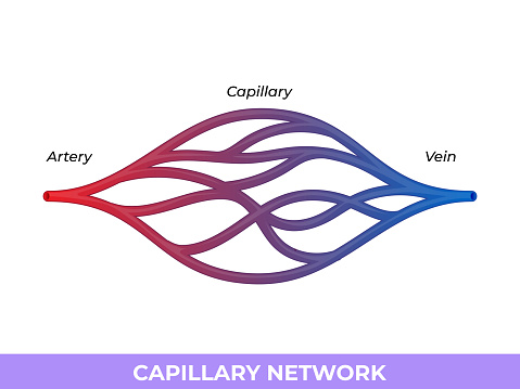 capillary network. smallest blood vessels they convey blood between the arterioles and venules