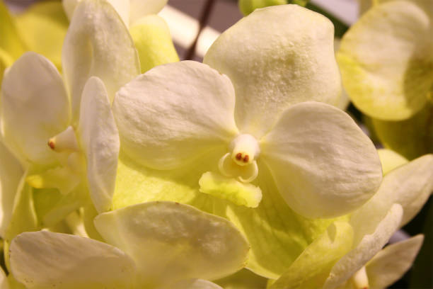 istock yellow orchid 034.jpg 1432758548