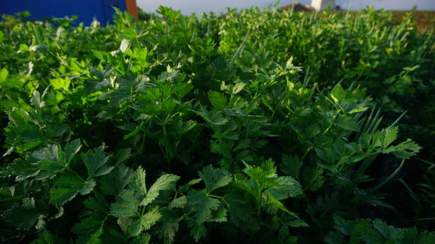 istock Celery plants on the plantation 1432759325