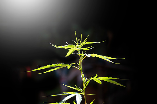 Cannabis or Marijuana leaves plants in Black background.