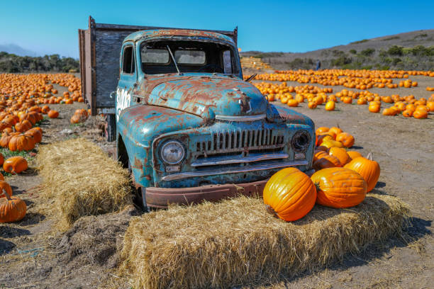 istock Pumpkin patch in Santa Cruz county 1432759610