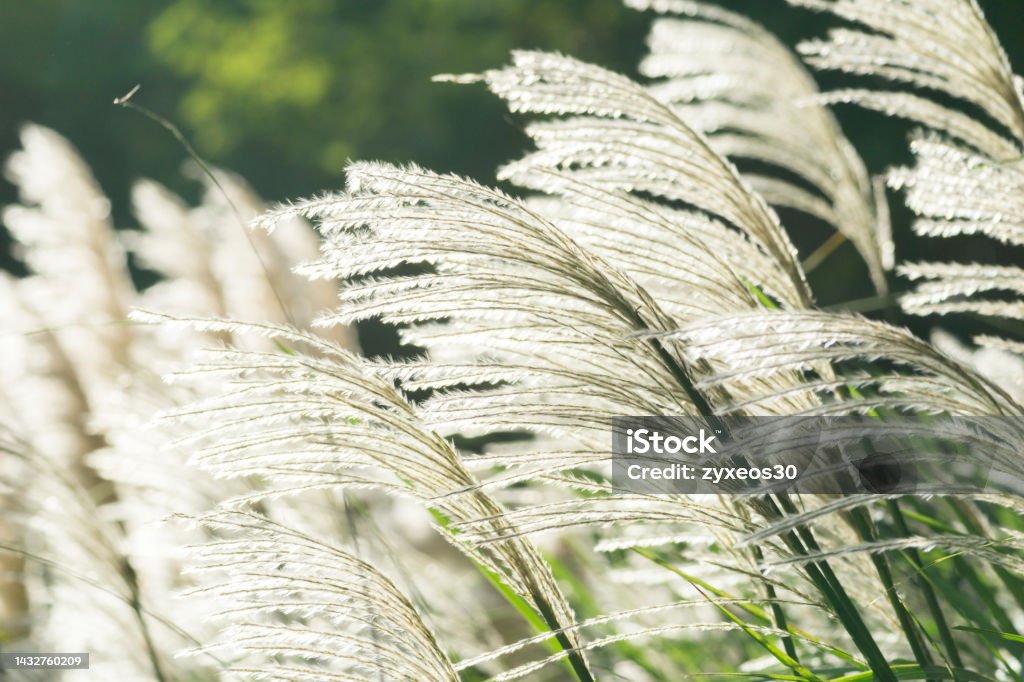 reed Reed - Grass Family Stock Photo