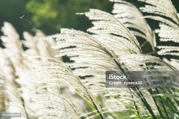 Reed Stock Photo - Download Image Now - Reed - Grass Family, Leaf, Wind