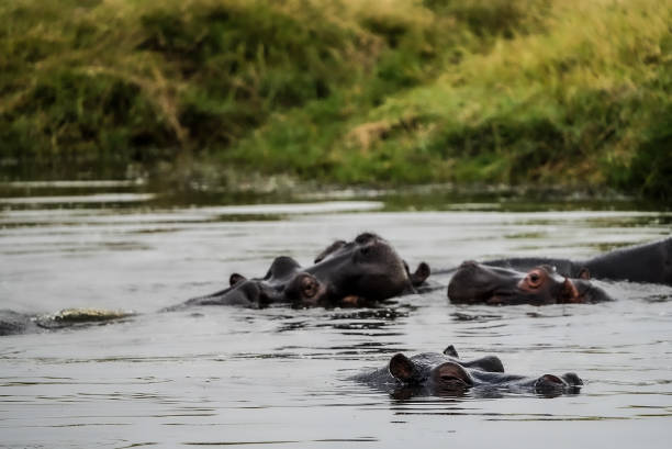 istock Hippos at Chobe National Park 1432760399