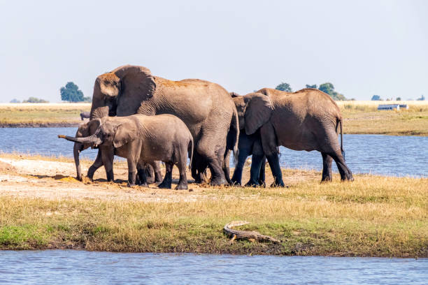 istock African elephants feed on an island in the Chobe River. Botswana 1432760514