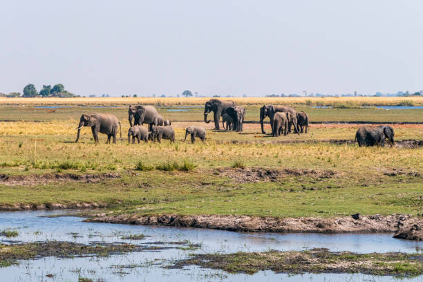 istock African elephants feed on an island in the Chobe River. Botswana 1432760516