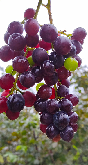Black grapes hanging on the vine on a blurred background