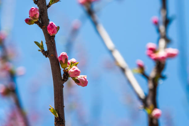 Free picture: flower bud, spring time, nature, plant, tree, branch