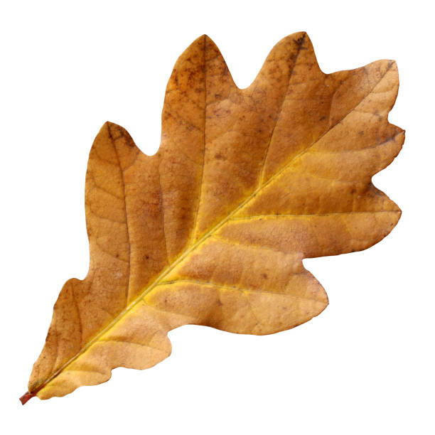 Autumn withered oak leaf isolated on a white background. One fallen brown leaf. Herbarium.