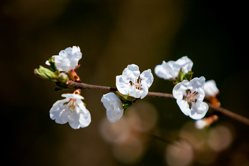 Spring cherry blossoms