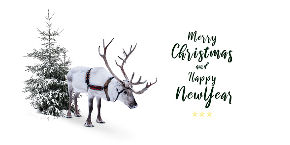White reindeer with antlers standing in harness in front of snowy Christmas tree outdoors. Isolated on white background. Christmas and New Year greeting card. Text card.