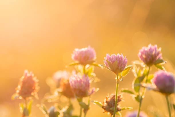 istock Macro shot of blooming clover against rising sun 1432768132