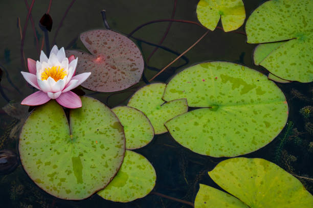 istock Water lily and lily pads 1432768536