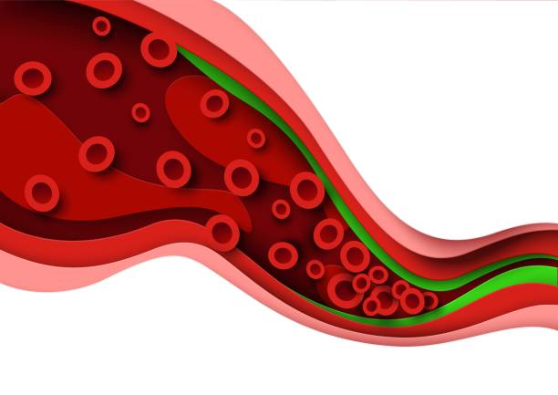 cholesterin blutarteriengefäß, venen-3d-anatomie - blood cell formation stock-grafiken, -clipart, -cartoons und -symbole