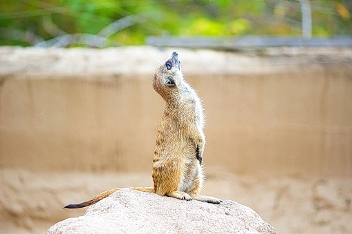 A cute fluffy meerkat in captivity