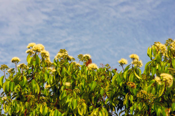 анисовый мирт, syzygium anisatum, кольцевое дерево и анисовое дерево, с ароматным листом - ringwood стоковые фото и изображения