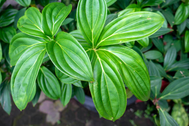 istock Parijoto leaves (Medinilla speciosa) in shallow focus 1432775444