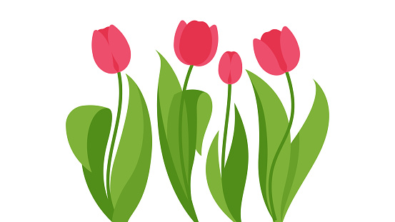 Blooming pink tulips. Set of gentle spring flowers with leaves. Flowers garden concept. Gardening, floriculture, spring season. Modern vector illustration in minimalistic style on white background.