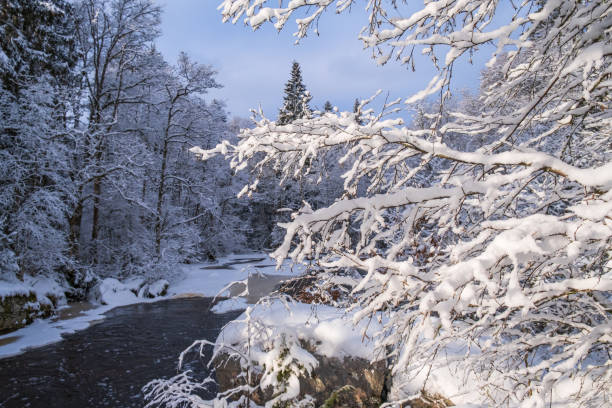 Snow covered trees branch in sunshine by a river Snow covered trees branch in sunshine by a river bare tree photos stock pictures, royalty-free photos & images