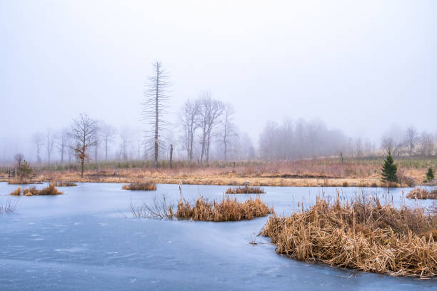 istock Bog pond with frozen water a misty winter day 1432776333