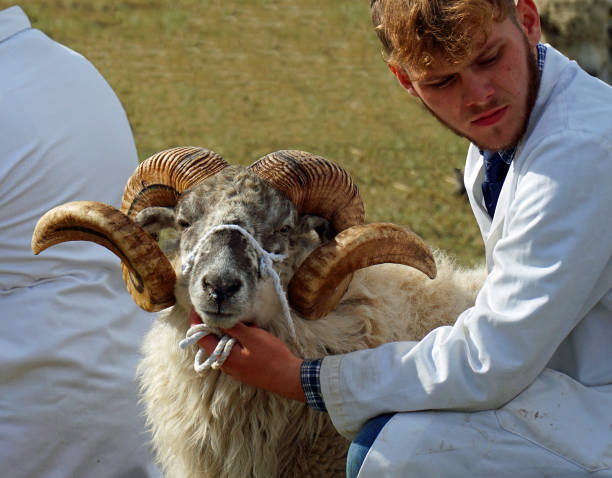 Close portraits and side views of a black horned ram with curled horns standing on wooden planks near a stone hut and rope fence in a rustic mountain village setting, showing thick curly fleece and pastoral farm atmosphere.