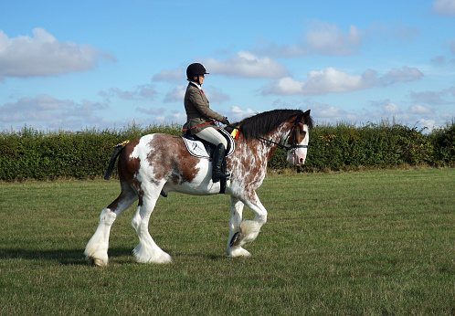 Great Gransden, Cambridgeshire, England - September 24, 2022:  Clydesdale  Heavy Horse being ridden in green field.