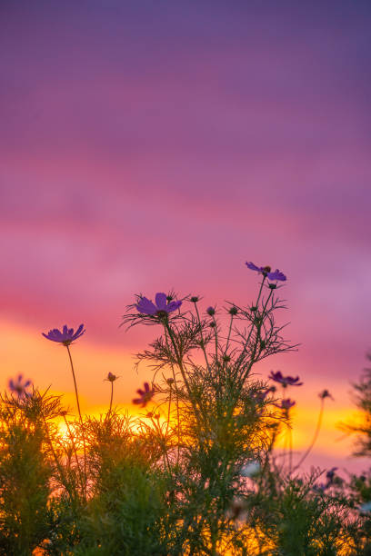 istock Cosmos garden and sunset 1432777221