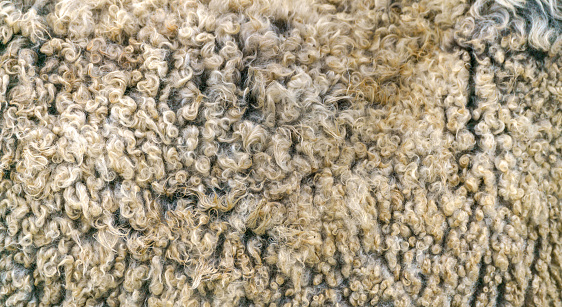 Sheep wool texture. Golden fleece - sheep fur.