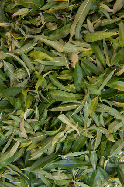istock Dried verbena leaves for herbal tea 1432777921