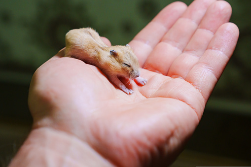 Dwarf Roborovski (Phodopus Roborovskii) hamster feeling safe in caring hands.
