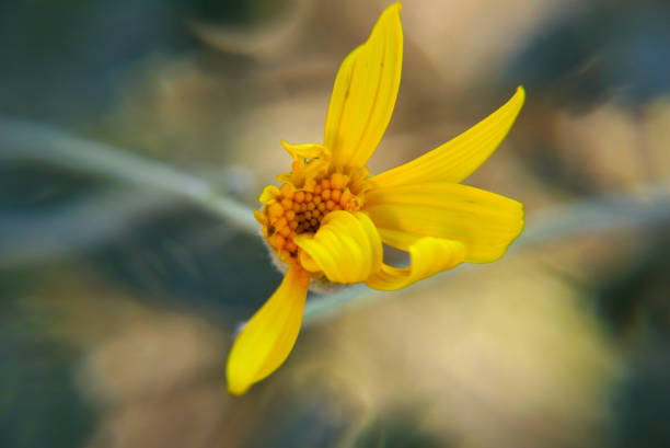istock Closeup of a yellow half-open daisy 1432778294